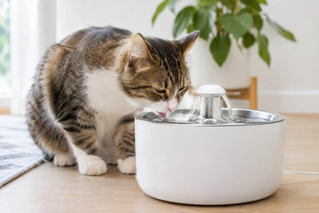 How to Prevent Pet Fountain Slime for Good