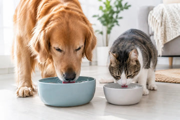 Pet Hydration Guide for Happier Daily Routines